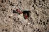 <img100*0:stuff/z/73640/ants.1/i1275863585_35.jpg>