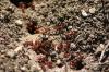 <img100*0:stuff/z/73640/ants.1/i1275863585_36.jpg>