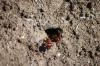 <img100*0:stuff/z/73640/ants.1/i1275863585_38.jpg>