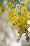 <img100*0:stuff/z/73640/bees%2520%2526%2520flowers%2520reference/i1257873022_2.jpg>