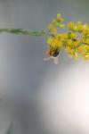 <img100*0:stuff/z/73640/bees%2520%2526%2520flowers%2520reference/i1257873022_4.jpg>