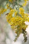 <img100*0:stuff/z/73640/bees%2520%2526%2520flowers%2520reference/i1257873022_5.jpg>