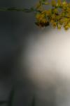 <img100*0:stuff/z/73640/bees%2520%2526%2520flowers%2520reference/i1257873022_6.jpg>