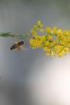 <img100*0:stuff/z/73640/bees%2520%2526%2520flowers%2520reference/i1257873023_10.jpg>