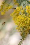 <img100*0:stuff/z/73640/bees%2520%2526%2520flowers%2520reference/i1257873023_11.jpg>