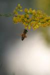 <img100*0:stuff/z/73640/bees%2520%2526%2520flowers%2520reference/i1257873023_13.jpg>