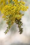 <img100*0:stuff/z/73640/bees%2520%2526%2520flowers%2520reference/i1257873023_14.jpg>