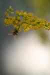 <img100*0:stuff/z/73640/bees%2520%2526%2520flowers%2520reference/i1257873023_16.jpg>