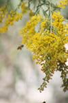 <img100*0:stuff/z/73640/bees%2520%2526%2520flowers%2520reference/i1257873023_8.jpg>