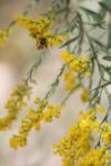 <img100*0:stuff/z/73640/bees%2520%2526%2520flowers%2520reference/i1257873024_17.jpg>