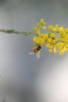 <img100*0:stuff/z/73640/bees%2520%2526%2520flowers%2520reference/i1257873024_18.jpg>