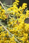 <img100*0:stuff/z/73640/bees%2520%2526%2520flowers%2520reference/i1257873024_19.jpg>