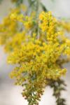 <img100*0:stuff/z/73640/bees%2520%2526%2520flowers%2520reference/i1257873024_20.jpg>