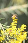 <img100*0:stuff/z/73640/bees%2520%2526%2520flowers%2520reference/i1257873024_22.jpg>