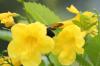 <img100*0:stuff/z/73640/bees%2520%2526%2520flowers%2520reference/i1257878200_10.jpg>
