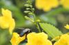 <img100*0:stuff/z/73640/bees%2520%2526%2520flowers%2520reference/i1257878200_11.jpg>