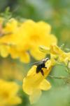 <img100*0:stuff/z/73640/bees%2520%2526%2520flowers%2520reference/i1257878200_12.jpg>