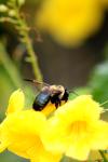 <img100*0:stuff/z/73640/bees%2520%2526%2520flowers%2520reference/i1257878200_13.jpg>