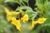 <img100*0:stuff/z/73640/bees%2520%2526%2520flowers%2520reference/i1257878200_14.jpg>