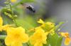 <img100*0:stuff/z/73640/bees%2520%2526%2520flowers%2520reference/i1257878200_15.jpg>
