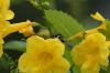 <img100*0:stuff/z/73640/bees%2520%2526%2520flowers%2520reference/i1257878200_16.jpg>