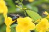 <img100*0:stuff/z/73640/bees%2520%2526%2520flowers%2520reference/i1257878200_17.jpg>