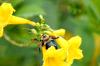 <img100*0:stuff/z/73640/bees%2520%2526%2520flowers%2520reference/i1257878200_18.jpg>