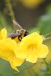 <img100*0:stuff/z/73640/bees%2520%2526%2520flowers%2520reference/i1257878200_19.jpg>