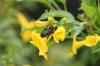 <img100*0:stuff/z/73640/bees%2520%2526%2520flowers%2520reference/i1257878200_20.jpg>