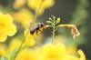 <img100*0:stuff/z/73640/bees%2520%2526%2520flowers%2520reference/i1257878200_3.jpg>