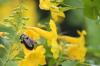 <img100*0:stuff/z/73640/bees%2520%2526%2520flowers%2520reference/i1257878200_5.jpg>