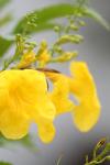 <img100*0:stuff/z/73640/bees%2520%2526%2520flowers%2520reference/i1257878200_6.jpg>