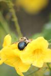 <img100*0:stuff/z/73640/bees%2520%2526%2520flowers%2520reference/i1257878200_7.jpg>