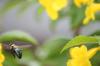 <img100*0:stuff/z/73640/bees%2520%2526%2520flowers%2520reference/i1257878200_8.jpg>