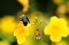 <img100*0:stuff/z/73640/bees%2520%2526%2520flowers%2520reference/i1257878200_9.jpg>