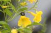 <img100*0:stuff/z/73640/bees%2520%2526%2520flowers%2520reference/i1257878201_21.jpg>
