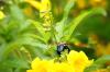 <img100*0:stuff/z/73640/bees%2520%2526%2520flowers%2520reference/i1257878201_23.jpg>