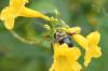 <img100*0:stuff/z/73640/bees%2520%2526%2520flowers%2520reference/i1257878201_24.jpg>