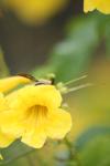 <img100*0:stuff/z/73640/bees%2520%2526%2520flowers%2520reference/i1257878201_25.jpg>