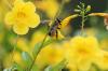 <img100*0:stuff/z/73640/bees%2520%2526%2520flowers%2520reference/i1257878201_26.jpg>