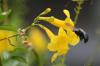 <img100*0:stuff/z/73640/bees%2520%2526%2520flowers%2520reference/i1257878201_28.jpg>