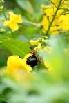 <img100*0:stuff/z/73640/bees%2520%2526%2520flowers%2520reference/i1257878201_30.jpg>