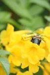 <img100*0:stuff/z/73640/bees%2520%2526%2520flowers%2520reference/i1257878201_31.jpg>