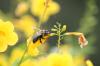 <img100*0:stuff/z/73640/bees%2520%2526%2520flowers%2520reference/i1257878201_32.jpg>