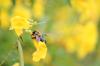 <img100*0:stuff/z/73640/bees%2520%2526%2520flowers%2520reference/i1257878201_35.jpg>