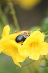 <img100*0:stuff/z/73640/bees%2520%2526%2520flowers%2520reference/i1257878201_36.jpg>