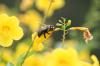 <img100*0:stuff/z/73640/bees%2520%2526%2520flowers%2520reference/i1257878201_38.jpg>