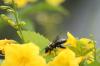 <img100*0:stuff/z/73640/bees%2520%2526%2520flowers%2520reference/i1257878201_39.jpg>