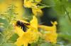 <img100*0:stuff/z/73640/bees%2520%2526%2520flowers%2520reference/i1257878201_40.jpg>
