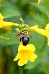 <img100*0:stuff/z/73640/bees%2520%2526%2520flowers%2520reference/i1257888175_1.jpg>
